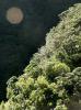 Trees of Milford Sound