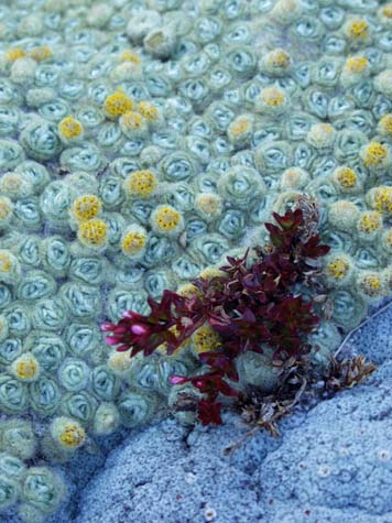 Vegetable sheep plant