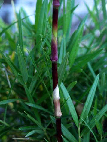 Beautiful solid Chilean bamboo