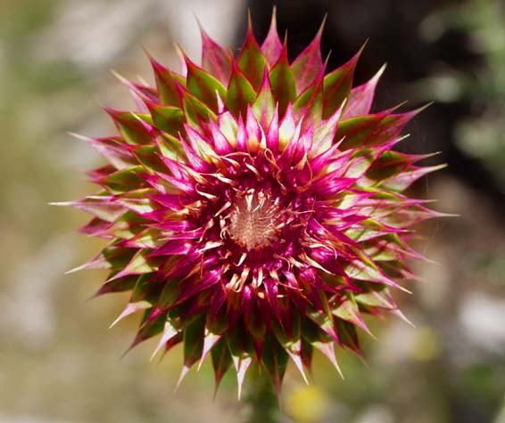 Colorful thistle