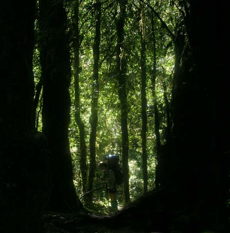 Dana in the rainforest