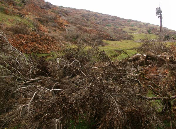 Deforestation for cattle