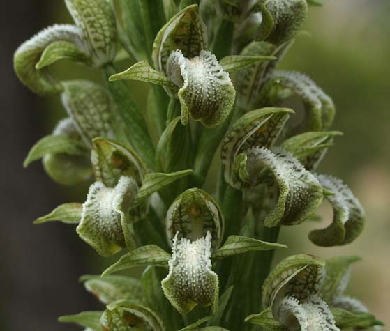 Green orchid flower stalk