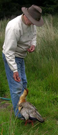 John feeding Ali the ibis