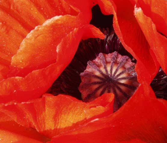 [On top of old poppy]