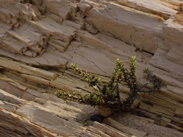 Plant growing on stone wood