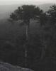 Araucaria in the mist