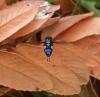 Blue fly with white feet