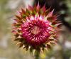 Colorful thistle