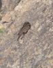 Find the nightjar - Solution