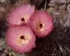 Patagonian cactus flowers