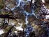 Puzzle-piece Beech trees