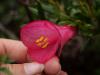 Rainforest flower