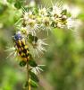 Yellow and blue bug