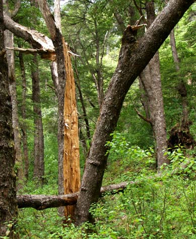 Tree split by the fall of another