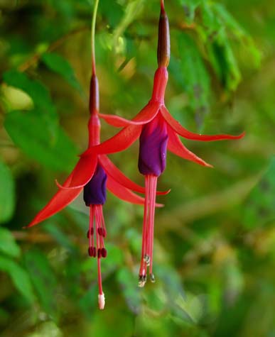 Wild fuchsia flowers