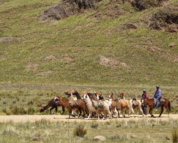 Llama herd