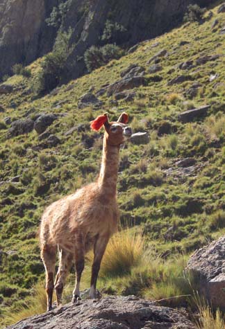 Llama near Chullunquiani