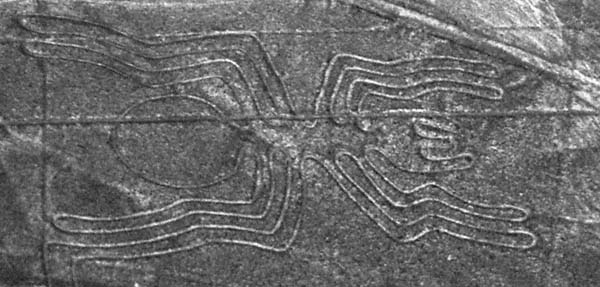 Nazca spider
