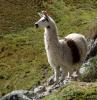 Llama on cliff