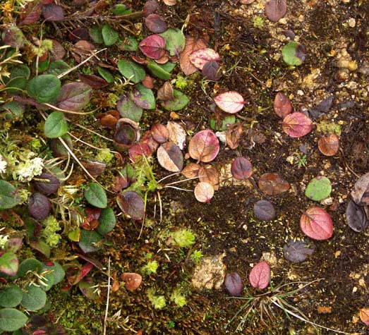 Tiny leaves of fall