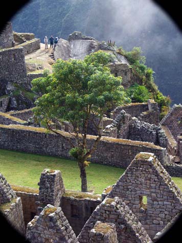 Tree in the ruins