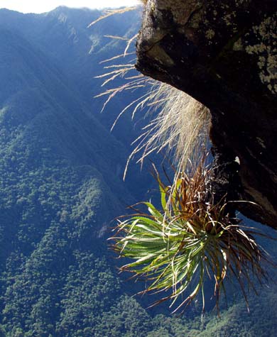 Upsidedown plant