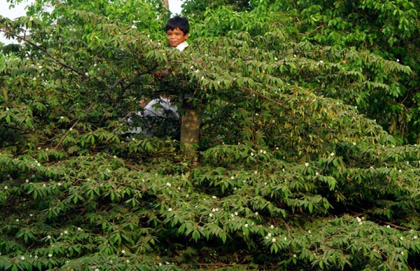 Children collecting tree fruit