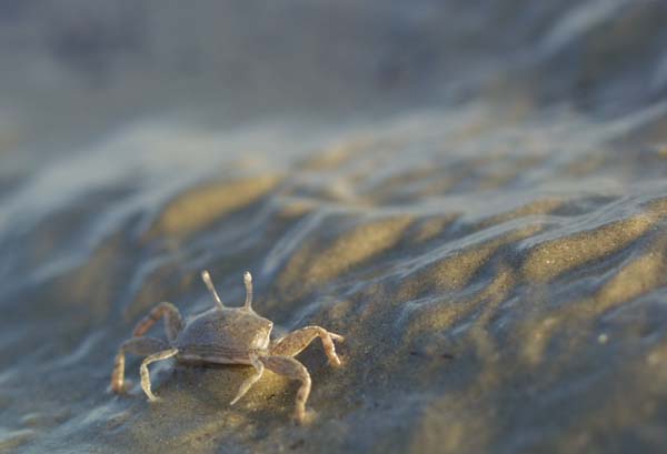 A small crab on a sand rippled beach heading away from the camera