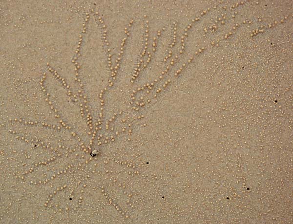 Crabs' sand ball patterns
