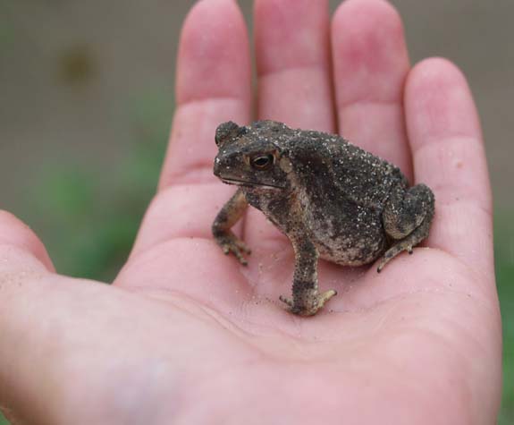 Frog with odd hands