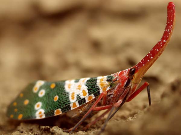 Large colourful bug