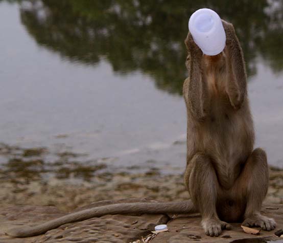 Monkey with water bottle