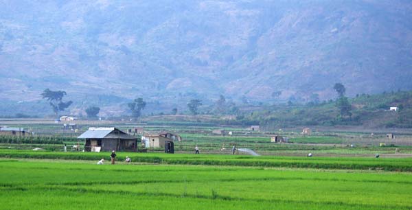 Rice fields below Prenn Pass