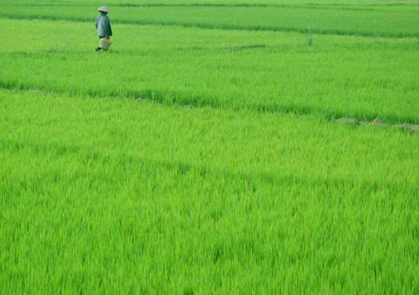 Rice paddy crossing