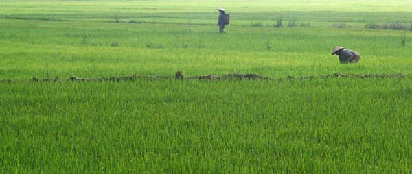 Rice paddy workers