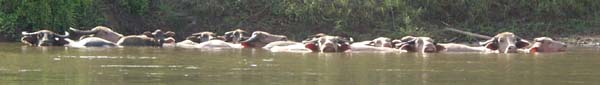 Swimming waterbuffalo