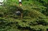 Children collecting tree fruit