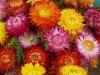 Dalat flowers