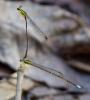 Dragonflies mating by head