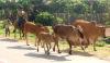Kids herding cows in Dinh Van
