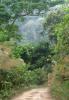 Rainforest trees of Bokor
