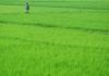 Rice paddy crossing