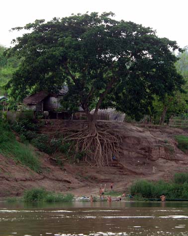 Tree of life, Mekong style