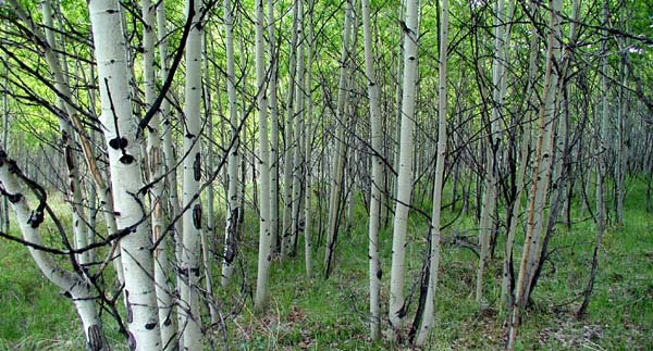 Aspens of Walker Ranch, Colorado