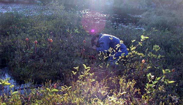 Berndt's bog-walk discovery