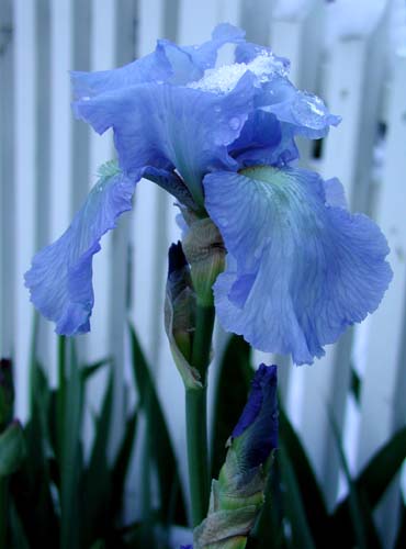 Boulder iris in snow