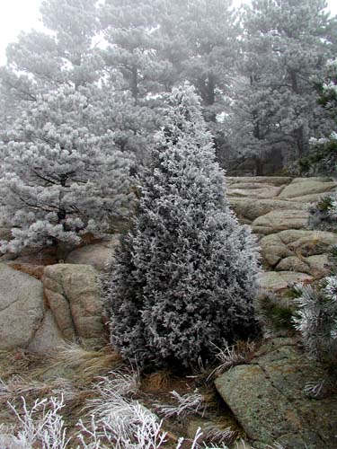 Cedar tree in snow