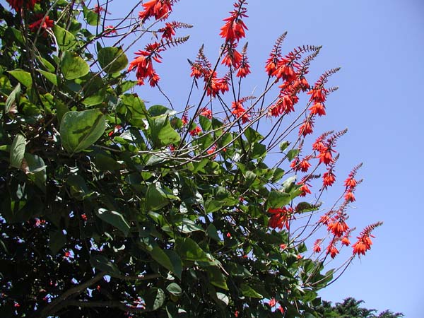 Coral tree