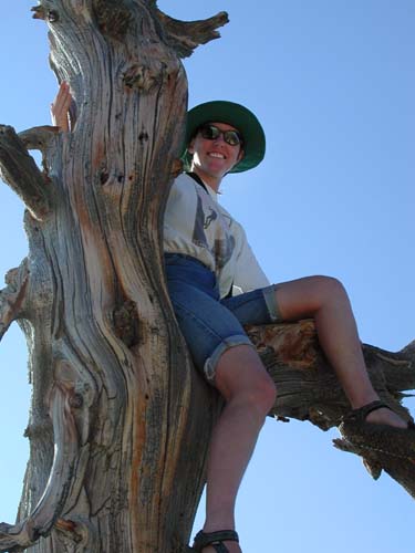 Dana in a tree at Mt Pinos
